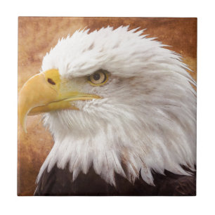 Retrato da águia americana