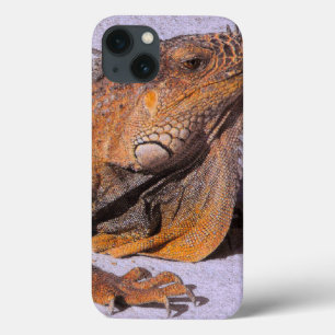 Retrato da iguana
