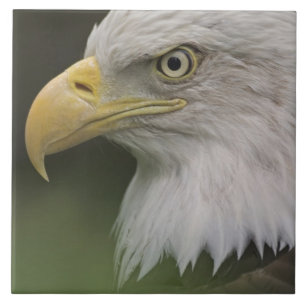 Retrato de Águia Americana Adulta, Haliaeetus
