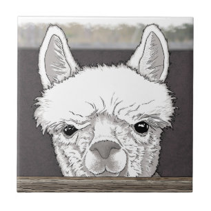 Retrato de Alpaca
