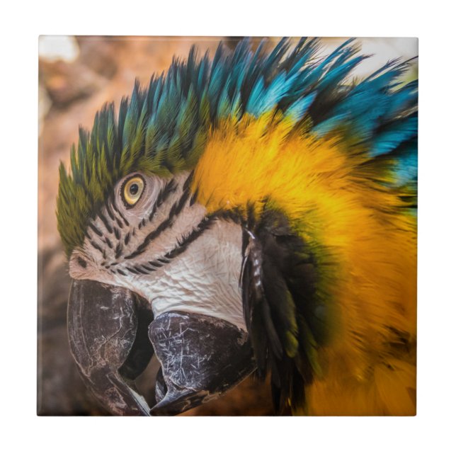 Retrato de arara azul e amarela (Frente)