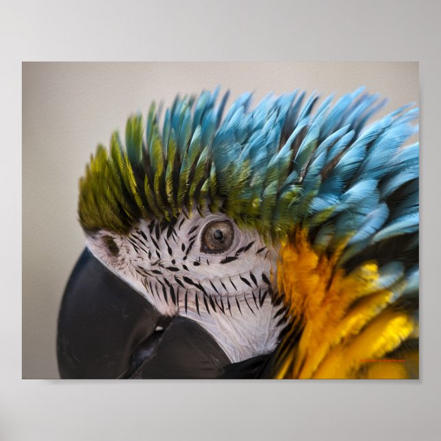 Retrato de Arara - Impressão de Arte Fina (Frente)