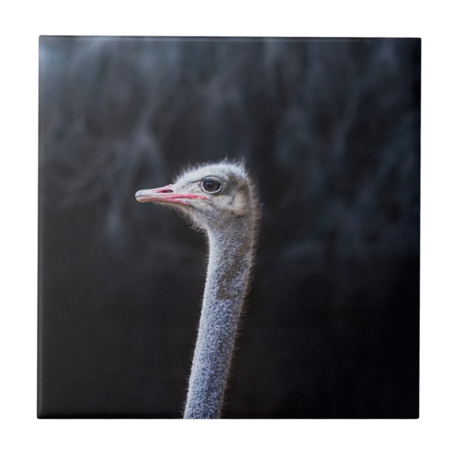 retrato de avestruz (Frente)