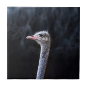 retrato de avestruz