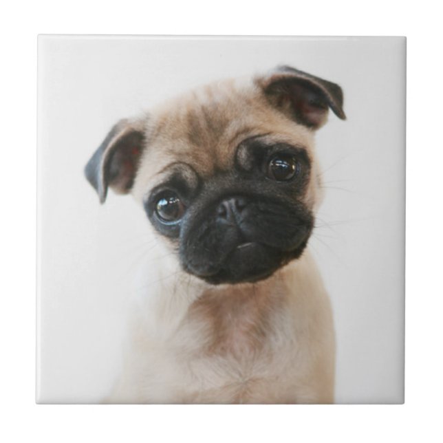 Retrato de Baby Pug (Frente)