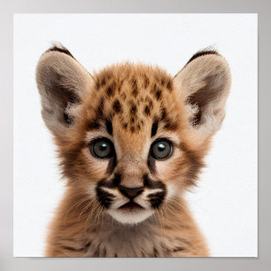 Retrato de Bebê Puma Fofo   Poster Quadrado 1:1
