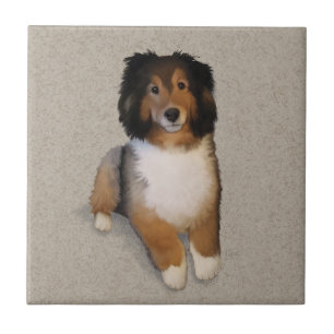 retrato de cão mestiço Sheltie