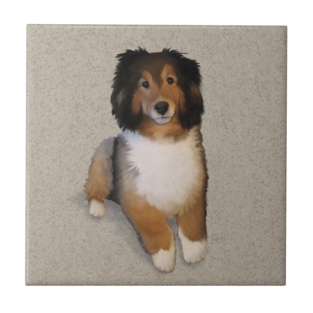 retrato de cão mestiço Sheltie (Frente)