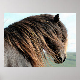 Retrato de Cavalo Islandês Poster