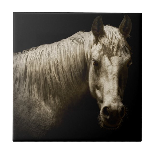 Retrato de Cavalo VI (Frente)