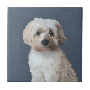 retrato de estimação de cachorro Shorkie 