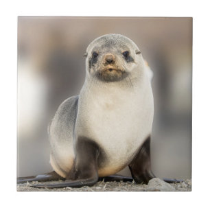 Retrato de filhote de foca na praia
