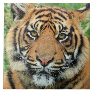 Retrato de Filhote de Tigre