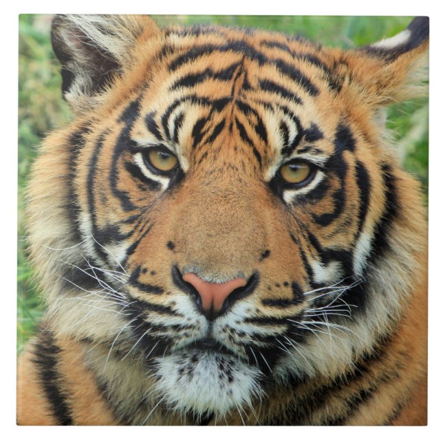 Retrato de Filhote de Tigre (Frente)