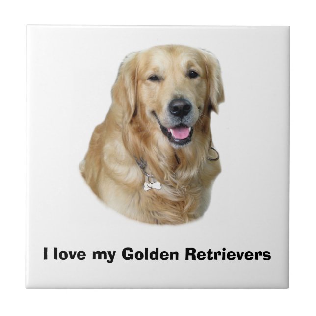 Retrato de foto de cão do ouro Retriever (Frente)