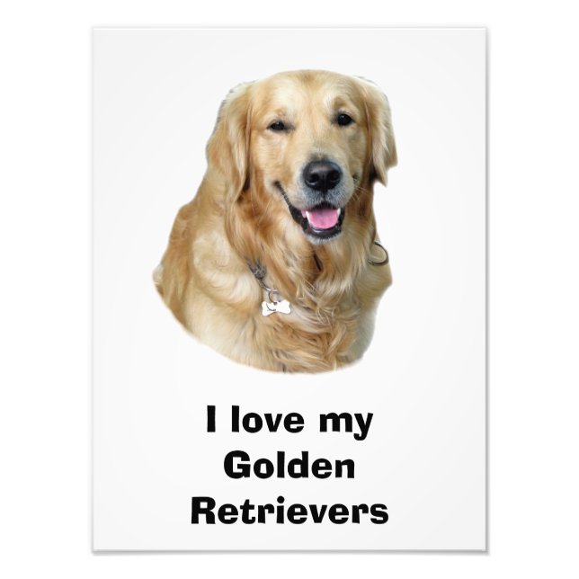 Retrato de foto de cão do ouro Retriever (Frente)