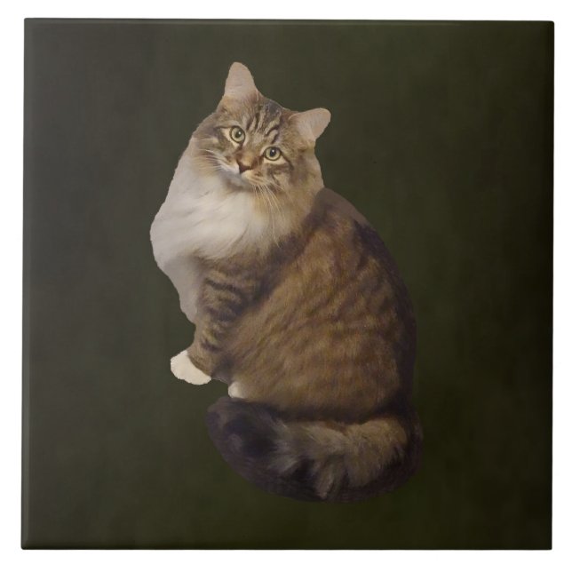 Retrato de Gato Maine Coon (Frente)