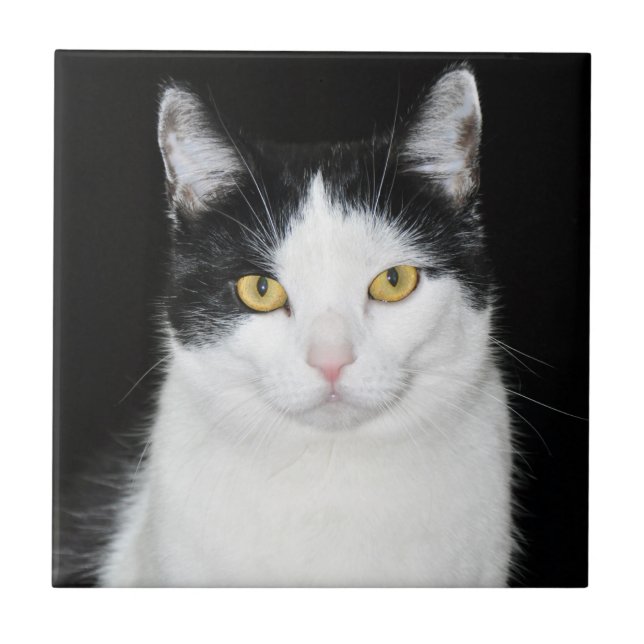 Retrato de Gato Preto e Branco (Frente)