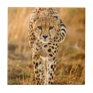 Retrato de Guepardo (Acinonyx Jubatus), Maasai