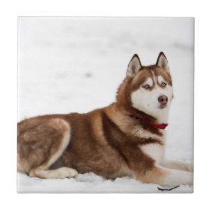 Retrato de Husky Siberiano