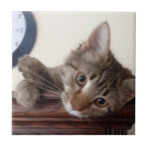 Retrato de Kitten