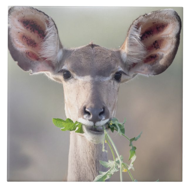Retrato de Kudu (Frente)