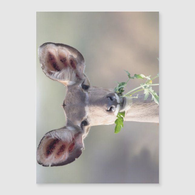 Retrato de Kudu (Frente)