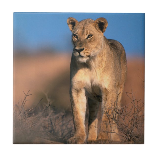 Retrato de Leoa (Panthera Leo) (Frente)