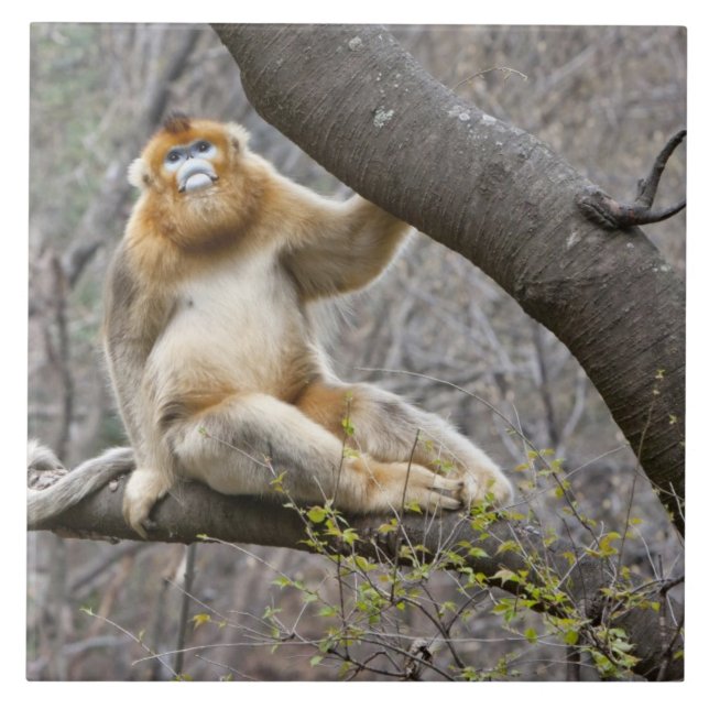 Retrato de macaco-dourado macho na árvore (Frente)