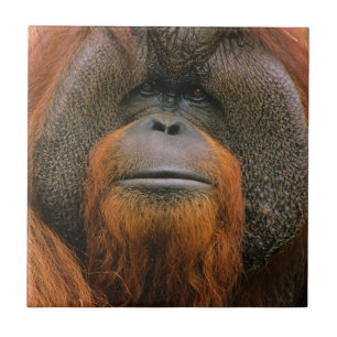 Retrato de Orangutango Macho, Geórgia, EUA