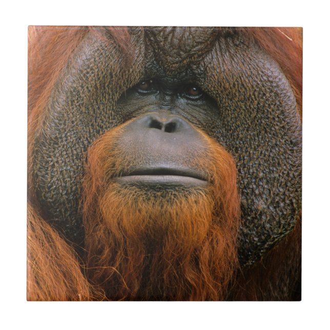 Retrato de Orangutango Macho, Geórgia, EUA (Frente)