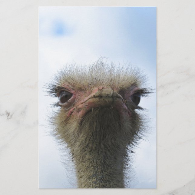 Retrato de Ostrich (Frente)
