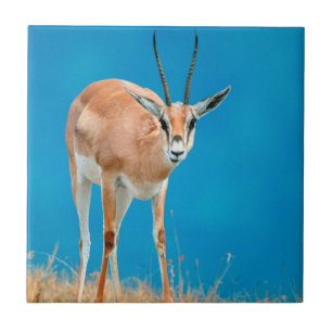 Retrato de Ovelha de Gazela de Grant (Gazella Gran