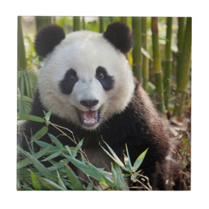 Retrato de Panda Sorridente