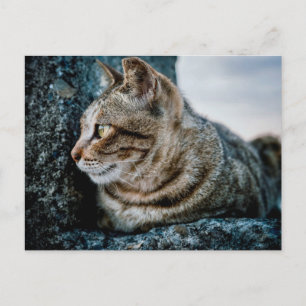 Retrato de Perfil de Gato Malhado em Cartão Postal