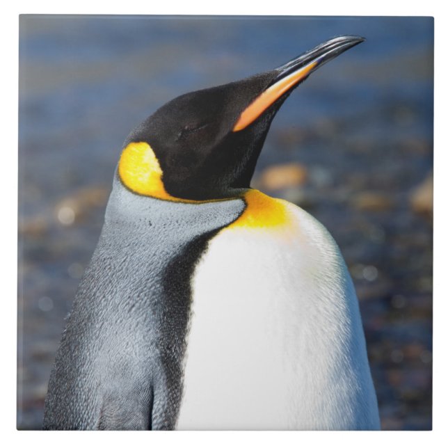 Retrato de pinguim (Frente)