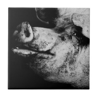 retrato de porco
