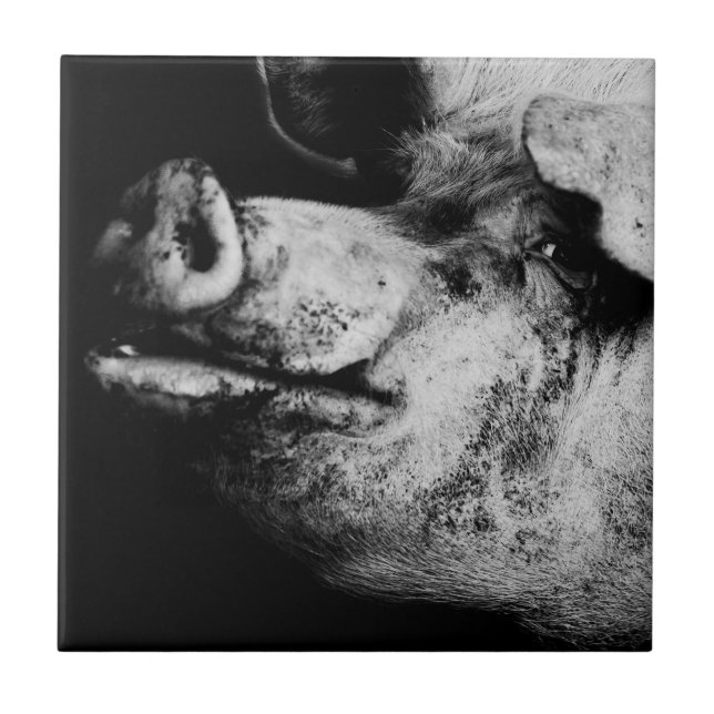 retrato de porco (Frente)