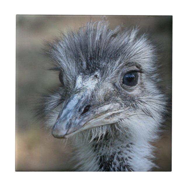 Retrato de Rhea do americano (Frente)