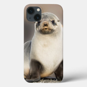 Retrato de Seal Pup na Praia