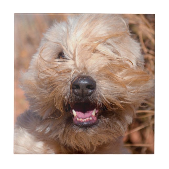 Retrato de Soft Coated Wheaten Terrier (Frente)