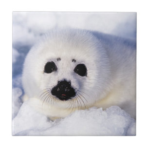 Retrato de um Filhote de Foca-da-Groenlândia