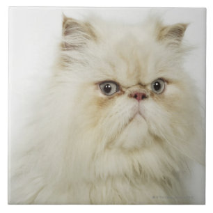 Retrato de um gato persa