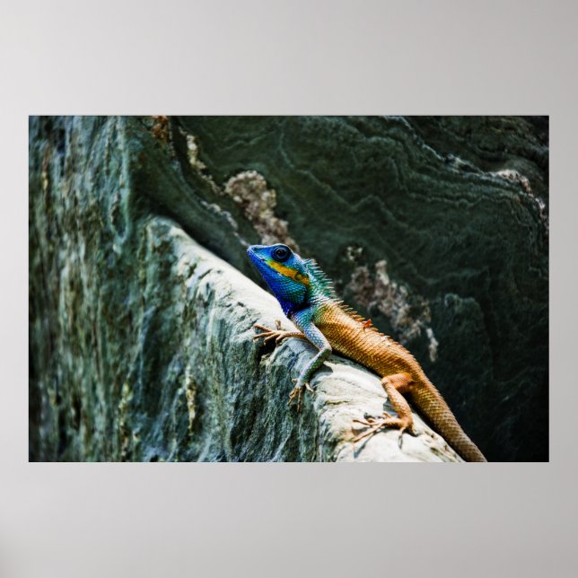 Retrato de Um Jardim Oriental Lizard - Poster (Frente)