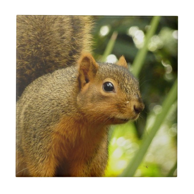Retrato de uma Fotografia de Animal da Natureza de (Frente)