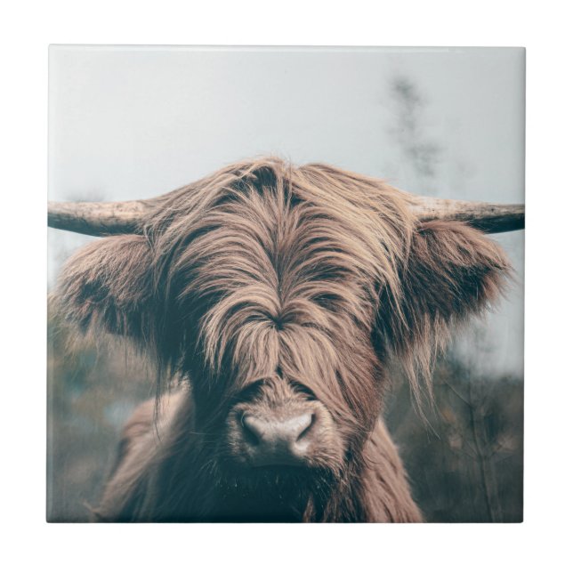 retrato de vaca das Terras Altas (Frente)