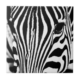 Retrato de zebra preto e branco
