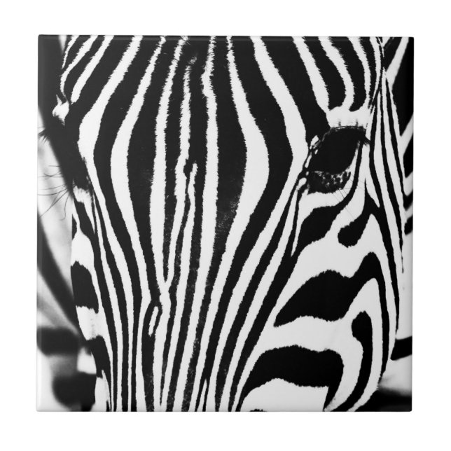 Retrato de zebra preto e branco (Frente)