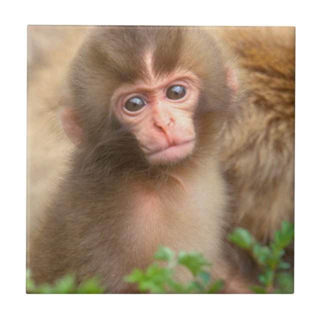 Retrato do Bebê Macaco da Neve (Frente)