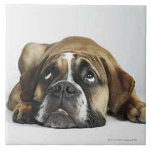 Retrato do buldogue velho de Dorset Tyme